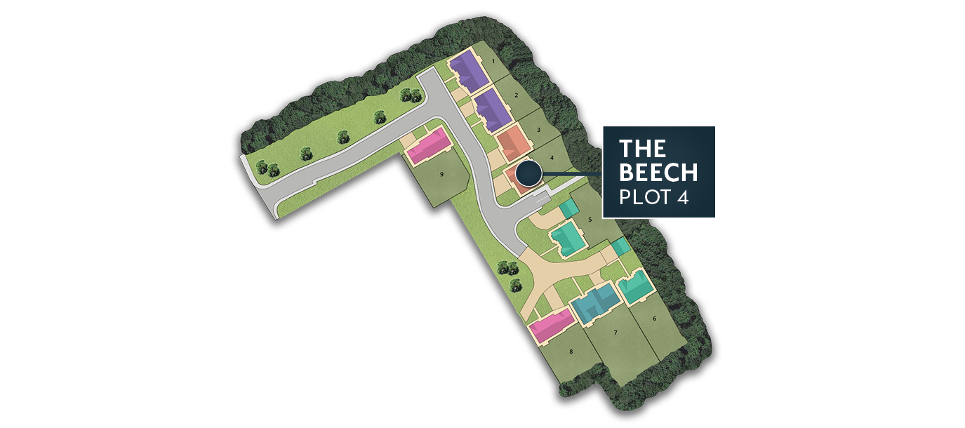 EF The beech plot 4 EF The beech plot 4